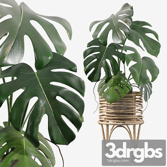 Plants collection 045 - monstera 03