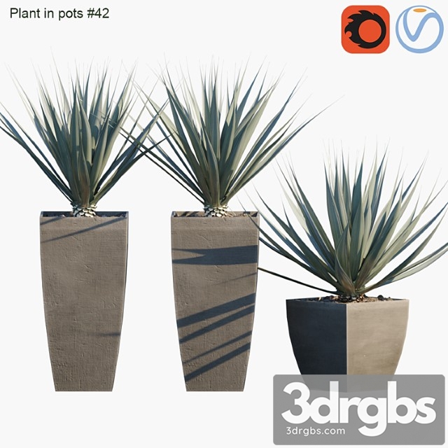 Plant In Pots 42 Agave