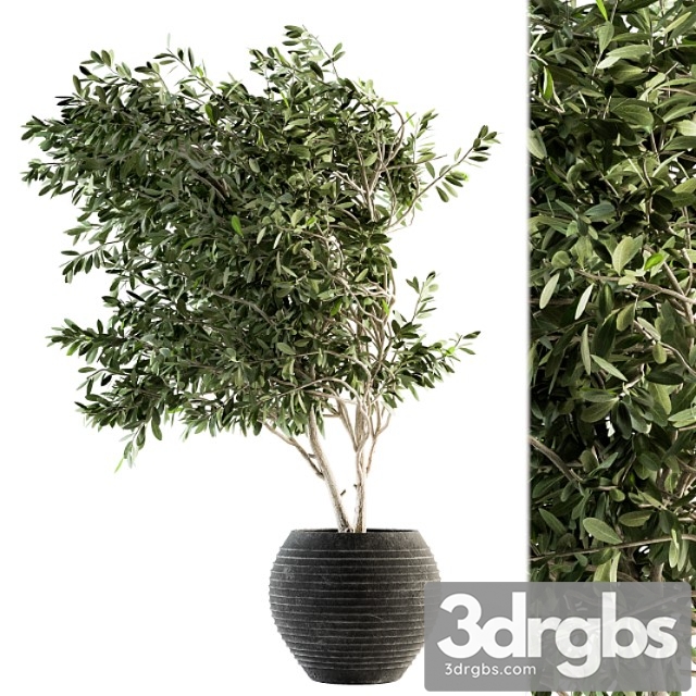 Indoor plant set 87 - olive