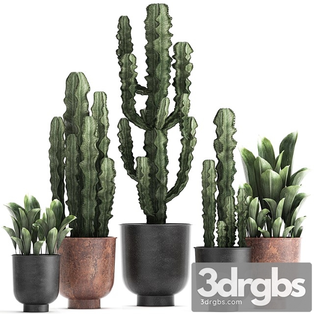 Collection of plants in black pots cactus, cereus. set 839.