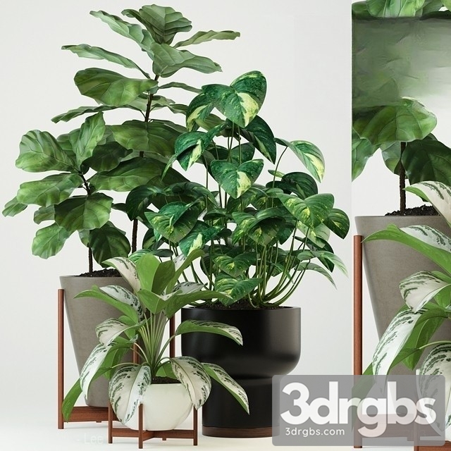 Indoor Plant Set 14