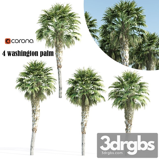 Washington palm