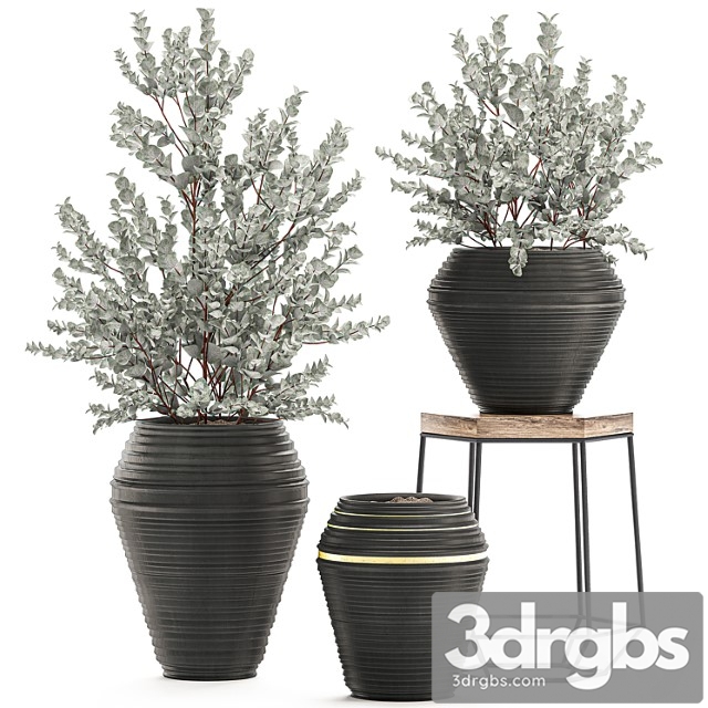 Collection with a small decorative tree eucalyptus ash bush in a black ethnic pot vase. set 534.