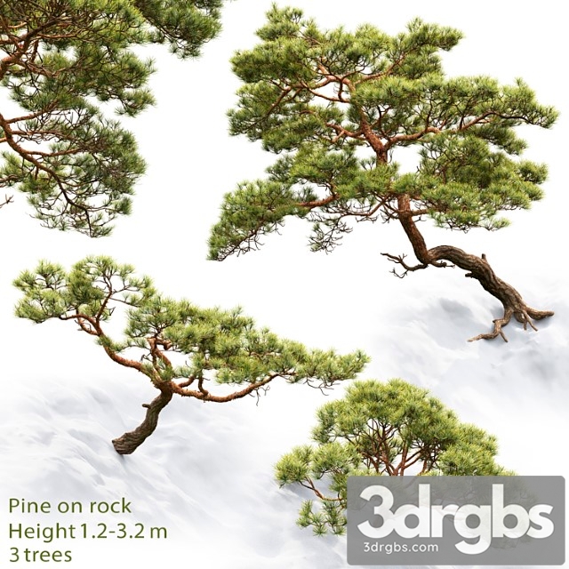 Pine 18
