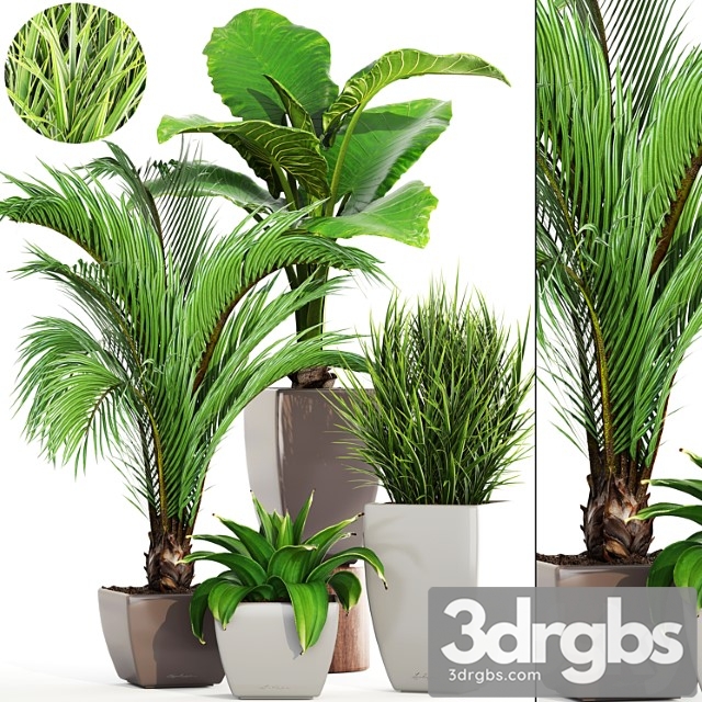 Collection of plants. decorative palm, areca, bush, flower, pot, flowerpot, agave, alocasia, indoor plants