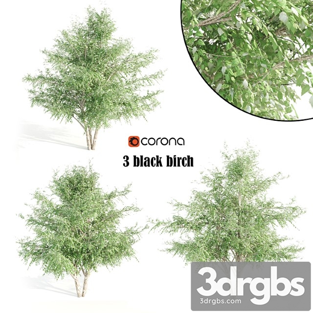 3 black birch