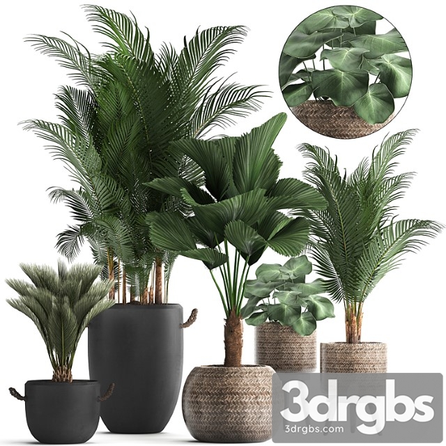 Collection of modern plants in black pots and baskets with palm trees hovea, likuala, loft. set 422.