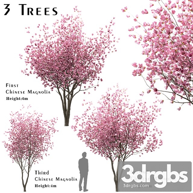 Set Of Chinese Magnolia Trees Saucer Magnolia 3 Trees