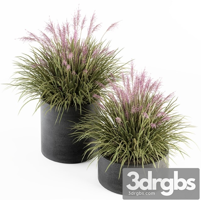 Outdoor plant set 246 - grass in pot