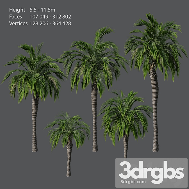 Set of Palm Trees
