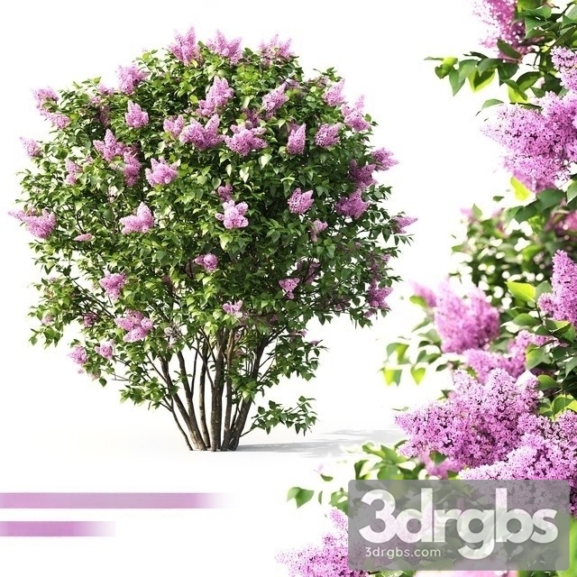 Lilac Flowering