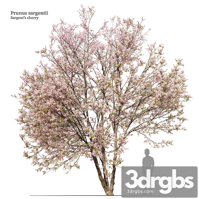 Prunus Sargentii