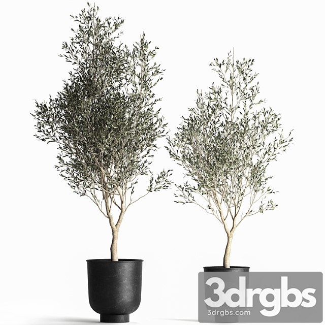 A collection of small olive trees in a black metal pot and flowerpot. set 967.