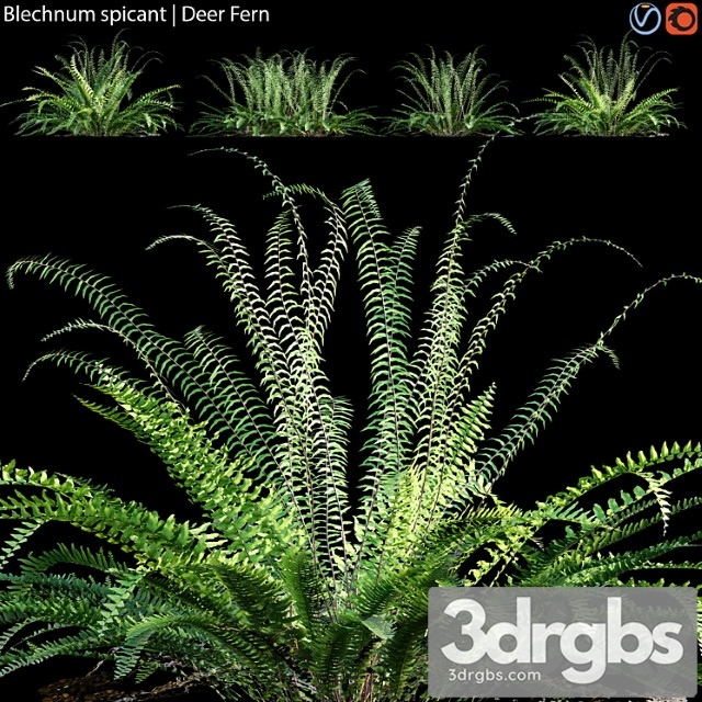 Blechnum Spicant Deer Fern 02