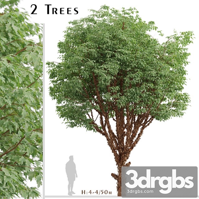 Set of paperbark maple trees (acer griseum) (2 trees)