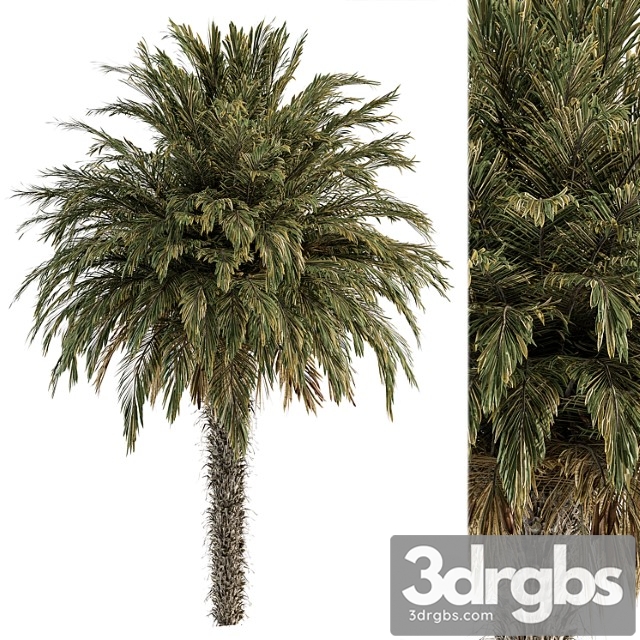 Big palm date - tree set 91