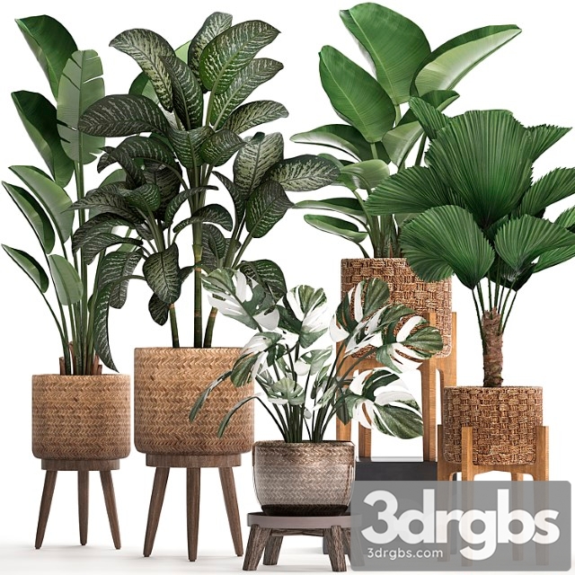 A collection of small plants in baskets on legs with licuala, monstera, diffenbachia variegated, banana, strelitzia. set 454.