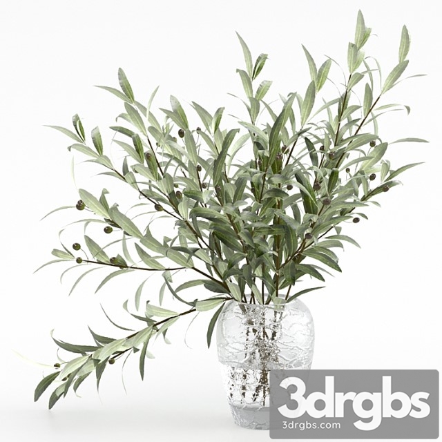 Olive branches in a vase