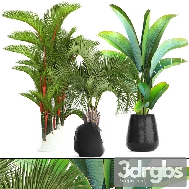 Tropical Plant Set 5