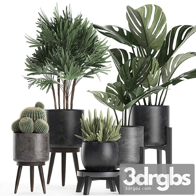 A collection of small beautiful plants in black pots on legs with monstera, rapeseed, palm, cactus. set 662.