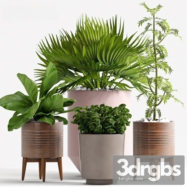 Plant Indoor Set 3