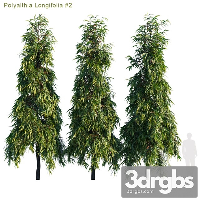 Polyalthia longifolia 