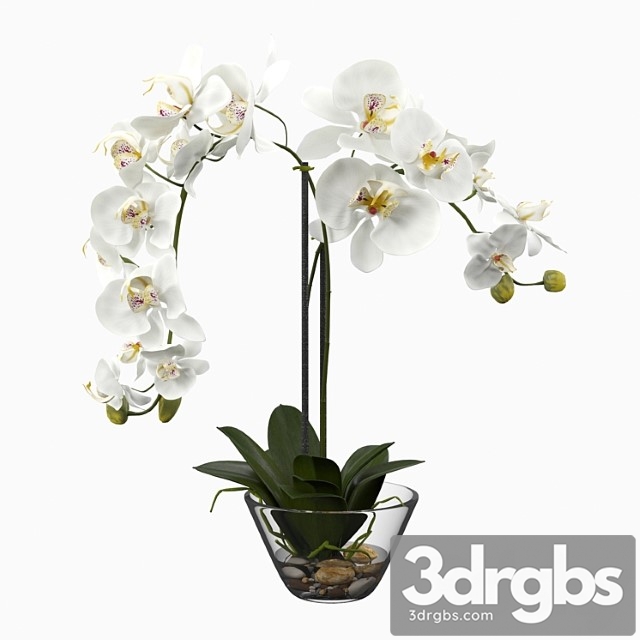 Phalaenopsis silk white orchid in glass vase
