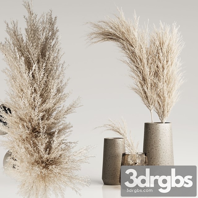 Dried pampas plant in vases