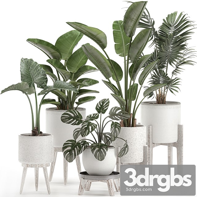 Collection of small plants in white pots on legs with strelitzia, banana palm, hovea, monstera, alokasia. set 557.