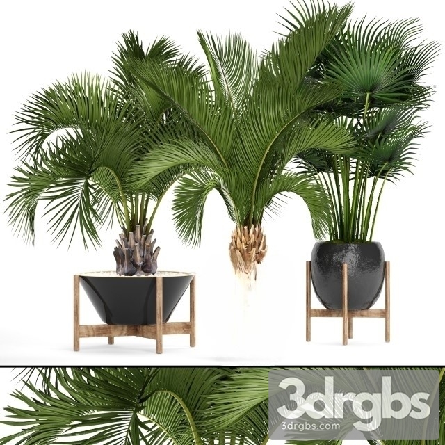 Palm Plant Pot