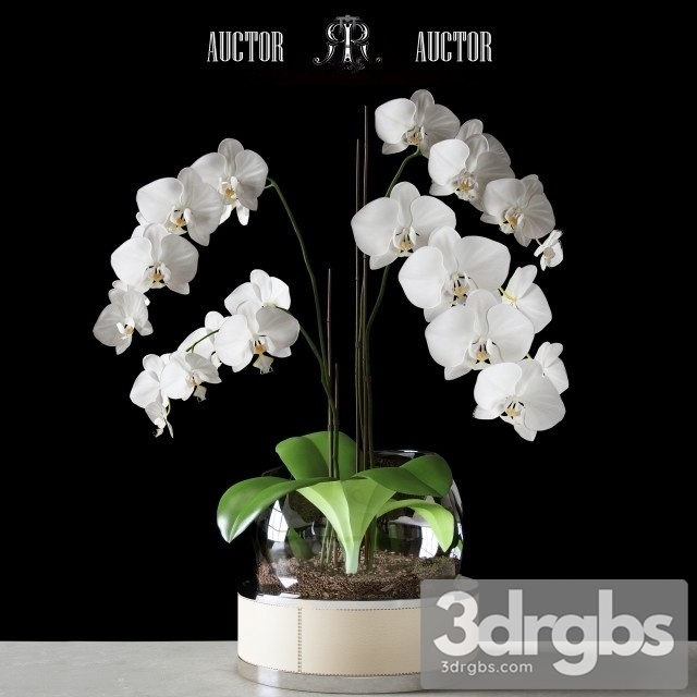 Orchid Art Auctor