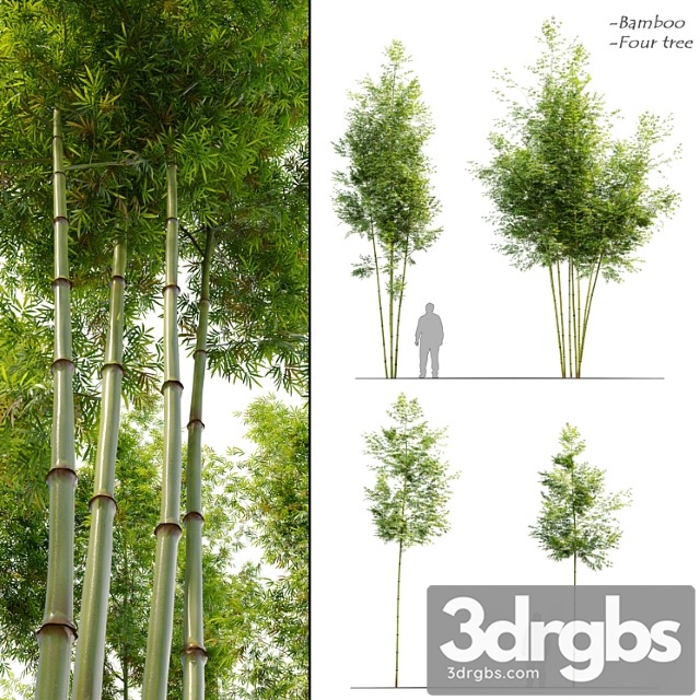Four Bamboo Tree