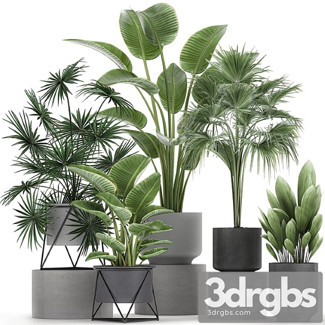 Collection of plants in concrete pots with strelitzia, fan palm, office plants. set 755.