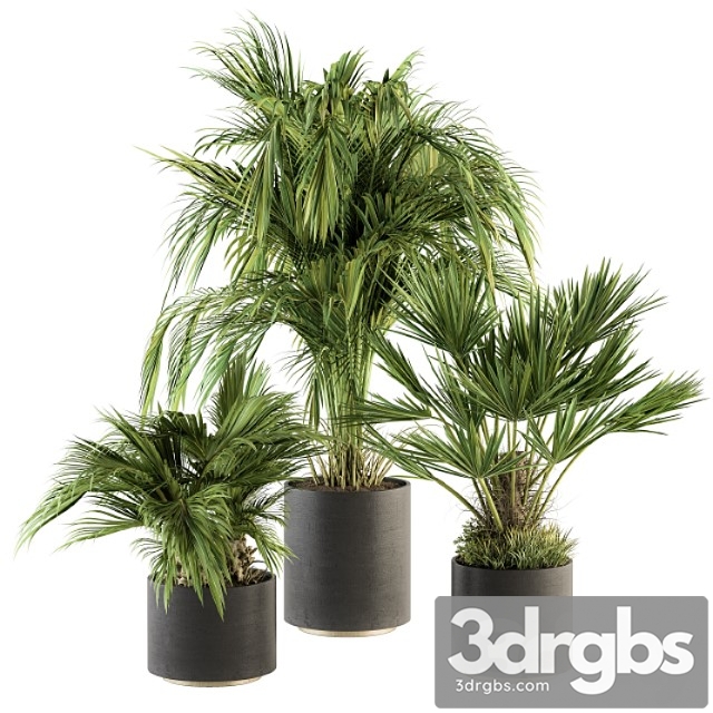 Indoor plant set 221 -tropical palm plant set