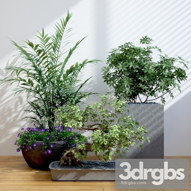 Indoor Plant Set 5