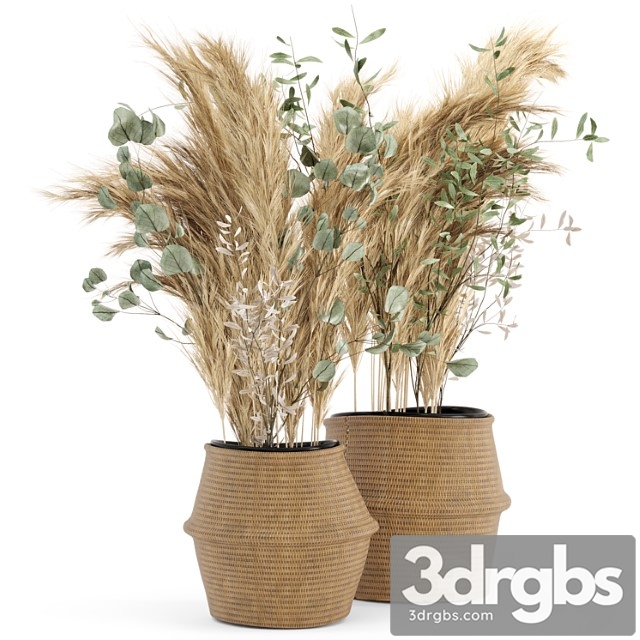 Dry plants 20 - dried plantset pampas set with wicker basket