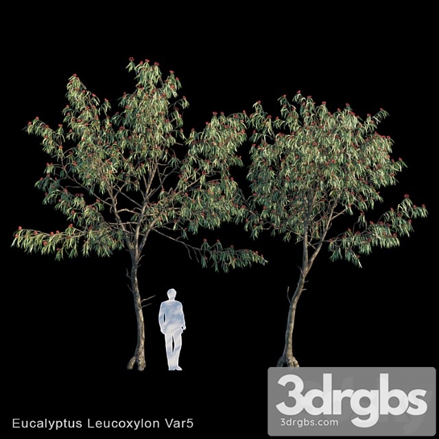Eucalyptus leucoxylon var5