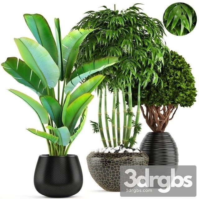 Indoor Plant Set 28