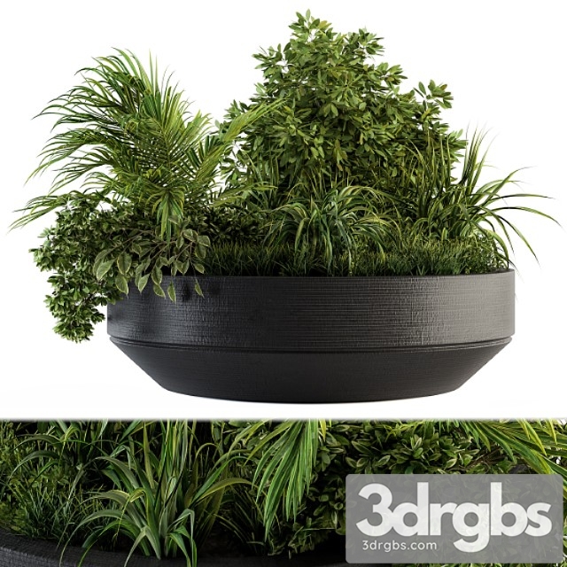 Outdoor plants tree in concrete pot - set 144