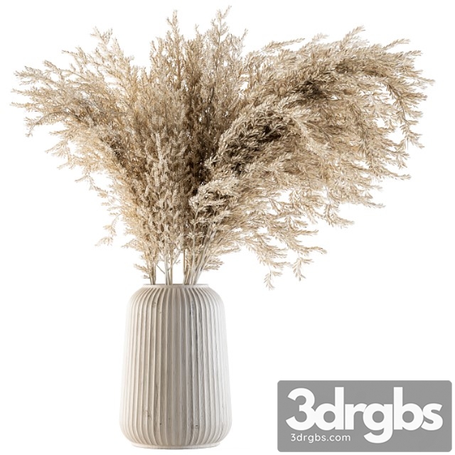 Dry plants 36 - dried plant pampas