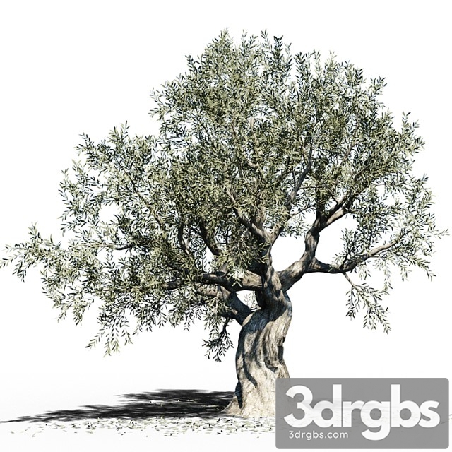 Olive Tree Europa Olea 3