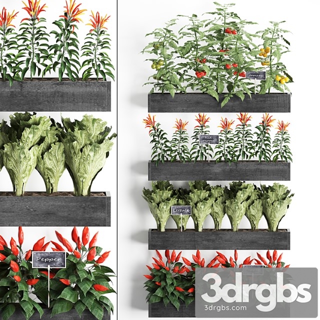 Vertical gardening in wooden wall boxes pots with kitchen garden, vegetable garden, vegetables, herbs, peppers, tomatoes, tomatoes, lettuce. set 47.