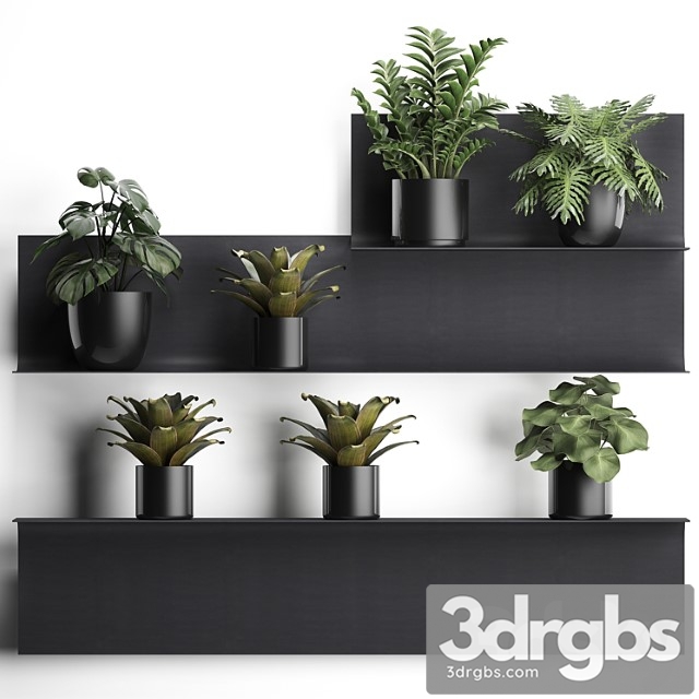 Collection of small plants black metal shelf with flowers in pots with monstera, zamiokulkas, chlorophytum, philodendron, bromelia, loft. set 49.