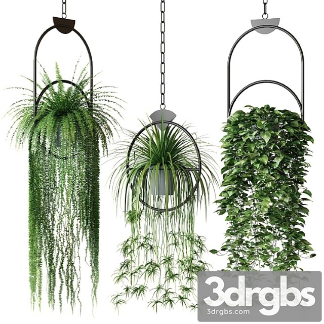 Set of hanging plants in hanging planters 2