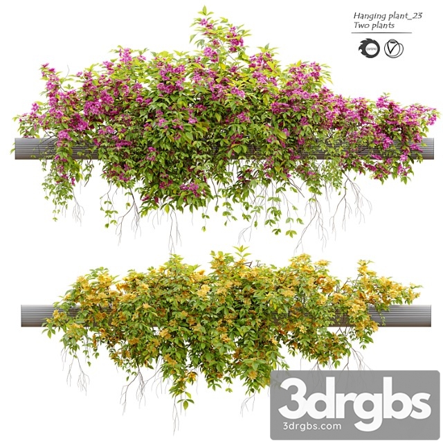 Hanging plant 23