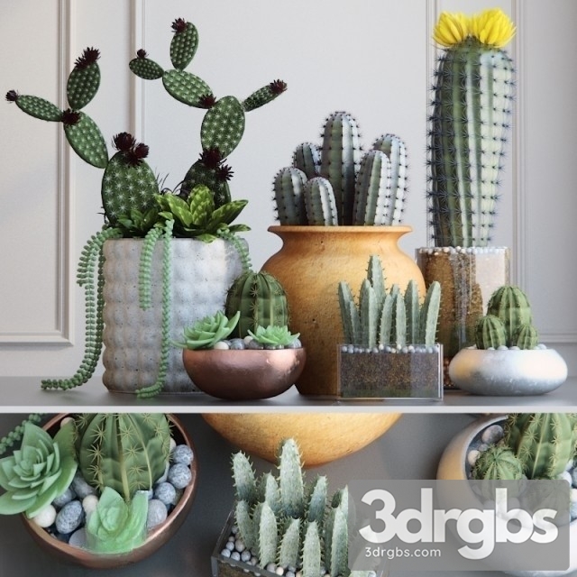 Cactus Pots Set