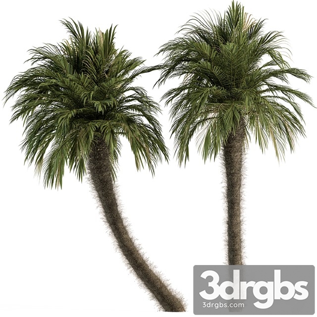 Big palm date tree fluff bark - tree set 87