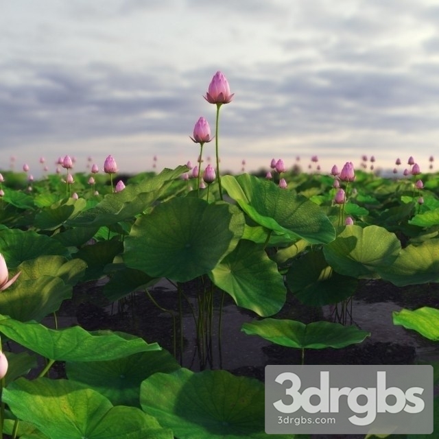 Lotus Lake