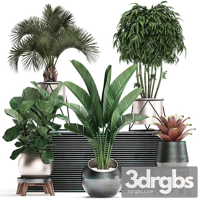 Collection of plants in modern luxury pots with banana palm, ficus lirata, rapeseed, banana, bamboo, luxury. set 463.
