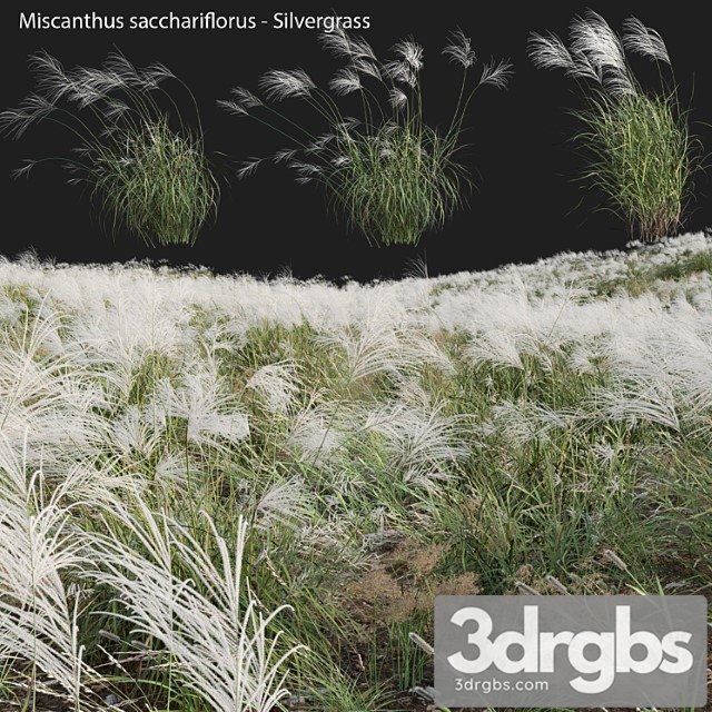 Miscanthus Sacchariflorus Silvergrass 03